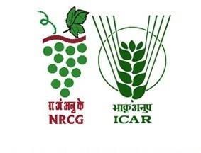 ICAR-NRCG Notification 2020 – Opening for Various Young Professional Posts